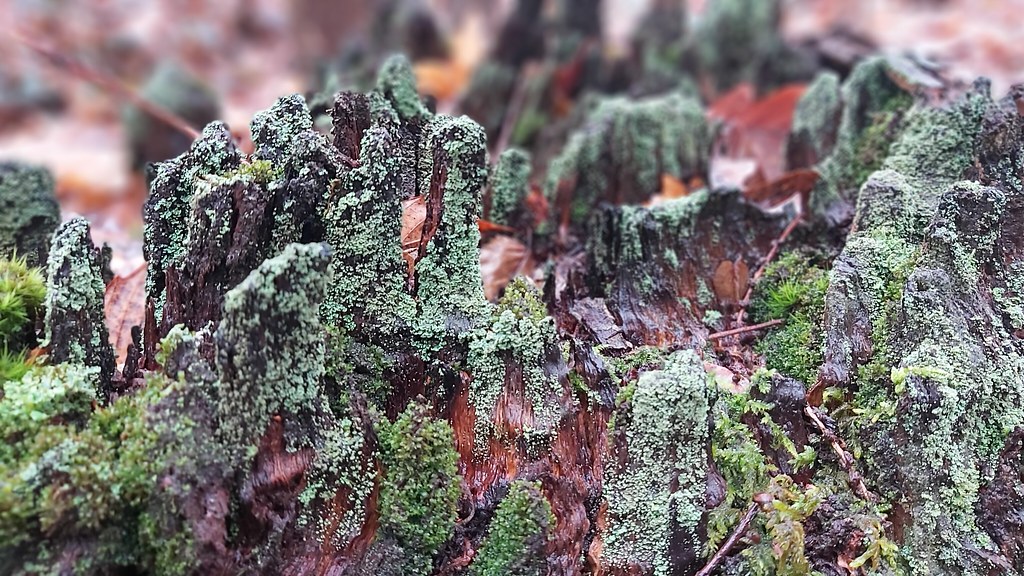 A short post on&nbsp;mushrooms