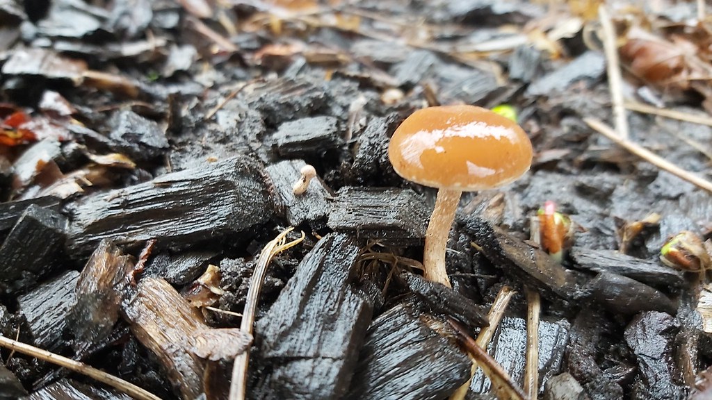 A journey to&nbsp;mushrooms