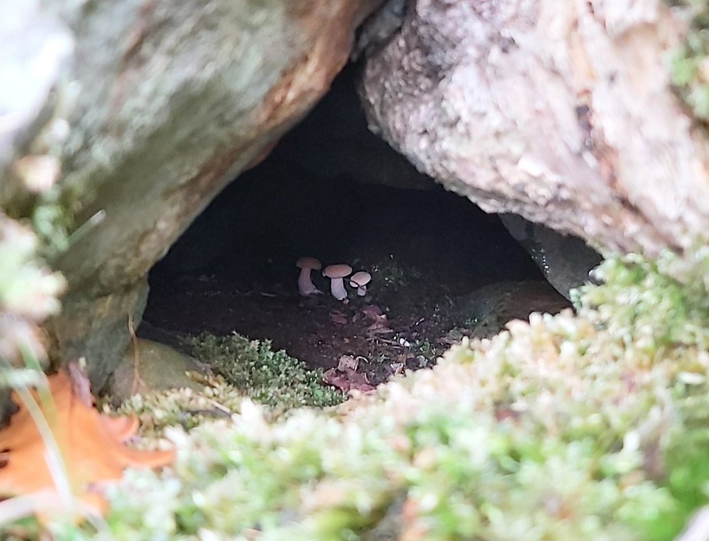 Mini mushrooms growing in a hole