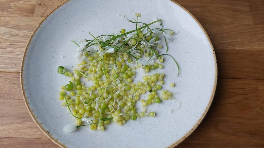 Fungi, Forage, Ferment, and&nbsp;Feast