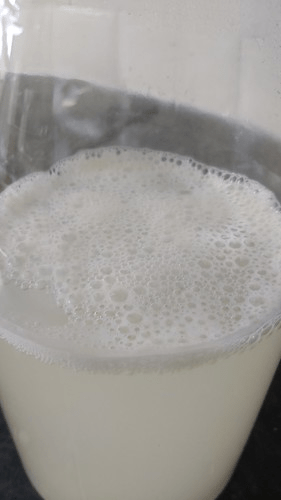 Yeasty bug after a day in the warm cupboard